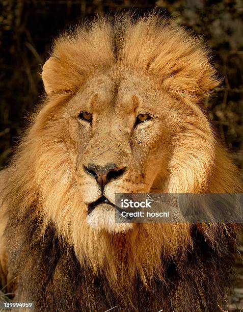 ライオンのポートレート - アフリカのストックフォトや画像を多数ご用意 - アフリカ, サファリ動物, ポートレート