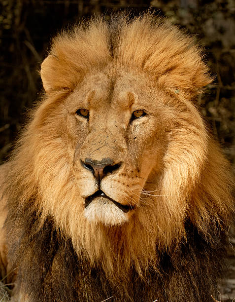 Lion Portrait stock photo