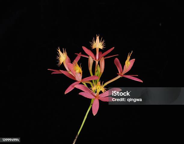 Photo libre de droit de Epidendrum Inconnu banque d'images et plus d'images libres de droit de Beauté - Beauté, Beauté de la nature, Bizarre