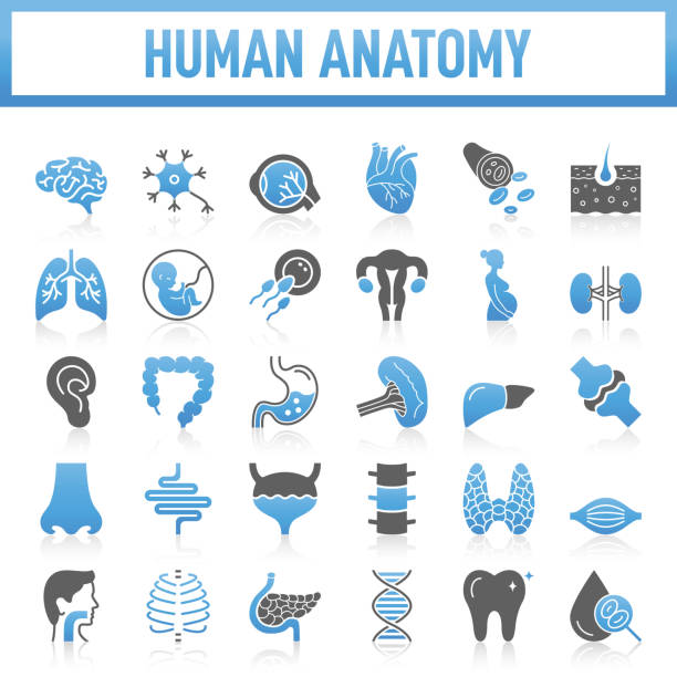 Modern Human Anatomy Icons Collection. The set contains icons: Internal Organ, Human Internal Organ, Healthcare And Medicine, Anatomy, Lung, Heart - Internal Organ, The Human Body, Liver - Organ, Stomach, Muscle, Uterus, Fetus Human Anatomy Flat Icon Set. Set of vector creativity icons. 64x64 Pixel Perfect. For Mobile and Web. Idea generation preparation inspiration influence originality, concentration challenge launch. Contains such icons as Internal Organ, Human Internal Organ, Healthcare And Medicine, Anatomy, Lung, Heart - Internal Organ, The Human Body, Liver - Organ, Stomach, Muscle, Uterus, Fetus bloody nose stock illustrations
