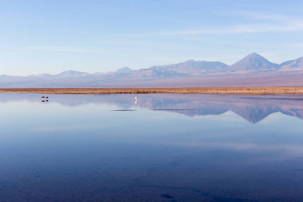 istock View of Chaxa lagoon during winter 1399950318