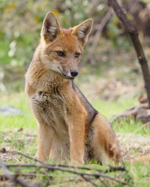 A single Andean Fox or Culpeo (Lycalopex culpaeus), rests in woodland, in central Chile ,near the capital Santiago