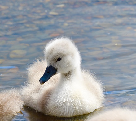 Baby swans at Coniston Water, Lake District, England