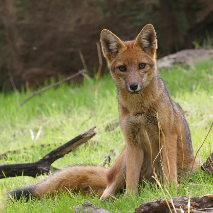 A single Andean Fox or Culpeo (Lycalopex culpaeus), rests in woodland and shows long bushy tail, in central Chile ,near the capital Santiago