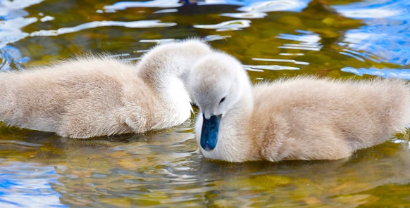 Baby swans at Coniston Water, Lake District, England