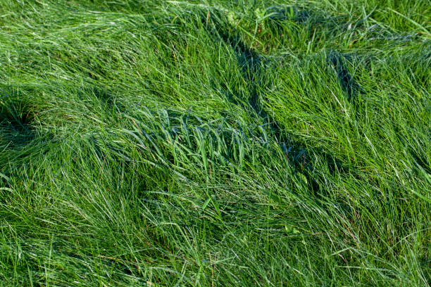 istock green grass covered with drops of water after rain 1399951671