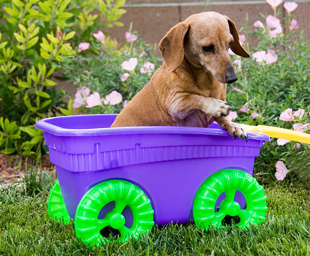 istock Doggie in the Wagon 139995168