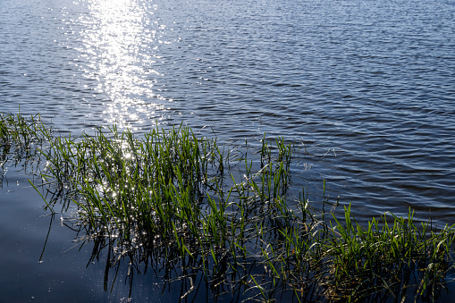 grass and other plants growing near the water of the lake, windy weather on the lake with different plants and glare from sunlight on the waves