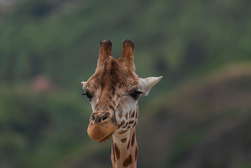Portrait of giraffe in national zoo.
