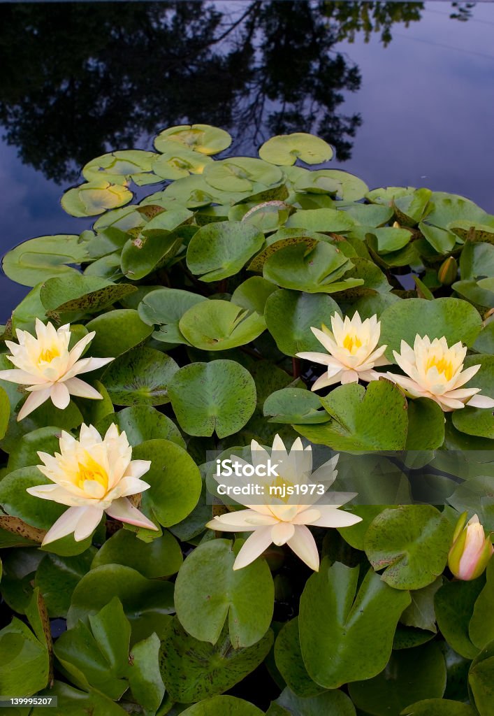 Éclosion d'une fleur de nénuphar - Photo de Basin libre de droits