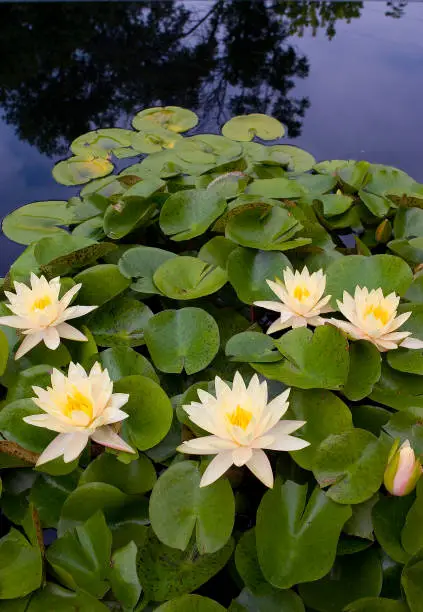 Watter lilies in bloom in a garden pond.