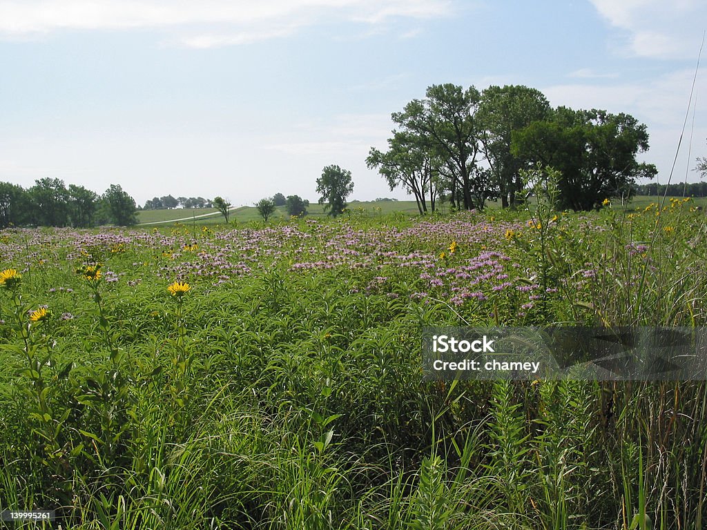 Tall Grass Prairie bei Homestead National Monument - Lizenzfrei Blume Stock-Foto