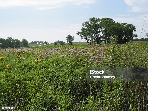 Tall Grass Prairie Bei Homestead National Monument Stockfoto und mehr Bilder von Blume - Blume, Botanik, Ebene