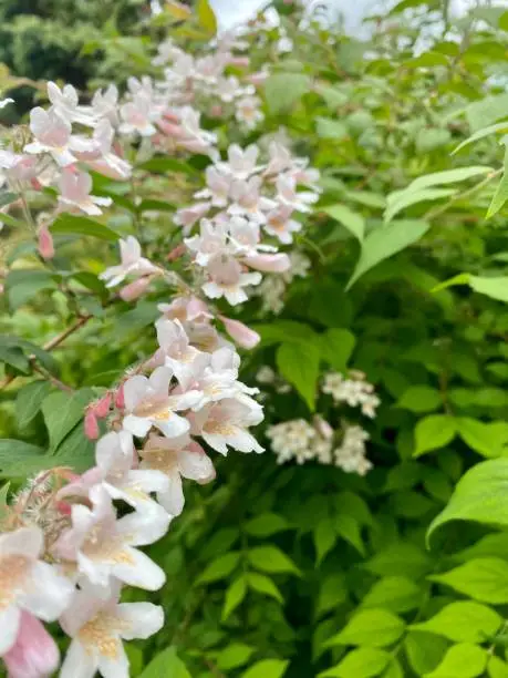 Photo of Kolkwitzia amabilis in flower.