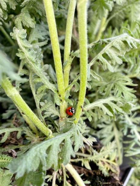 istock ladybird eating aphids on perovskia stem 1399952953