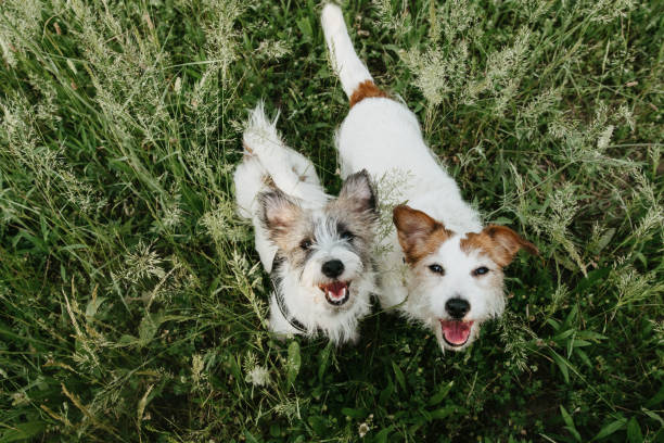 Portrait two jack russell dogs looking up on green grass on summer. High angle view Portrait two jack russell dogs looking up on green grass on summer. High angle view senior dog stock pictures, royalty-free photos & images