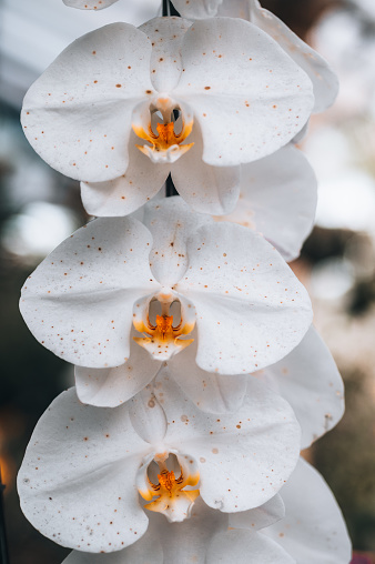 Close-up of an orchid flower in the garden