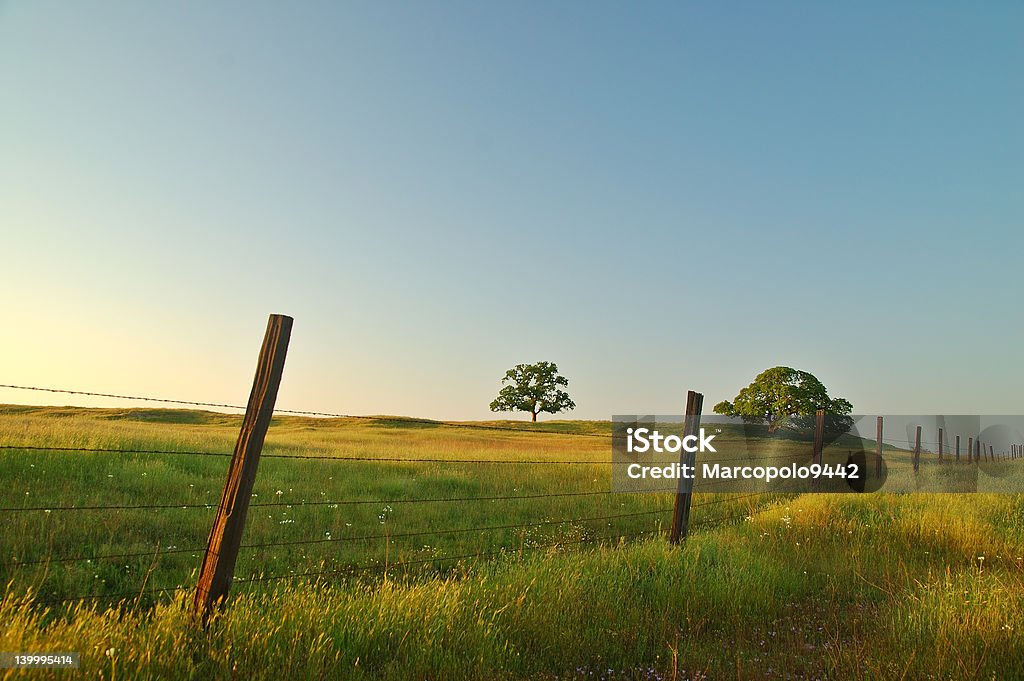 Campo de Verão - Royalty-free Aberto Foto de stock