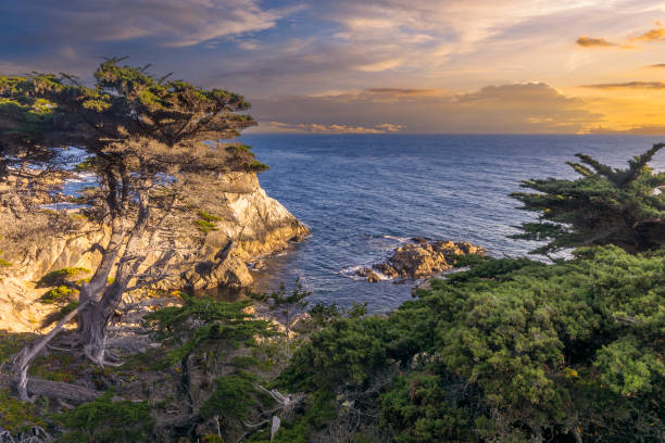 costa en el complejo de monterey en los estados unidos. - big sur cypress tree california beach fotografías e imágenes de stock