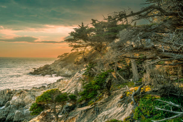 米国のモントレー複合施設の海岸線。 - big sur cypress tree california beach ストックフォトと画像