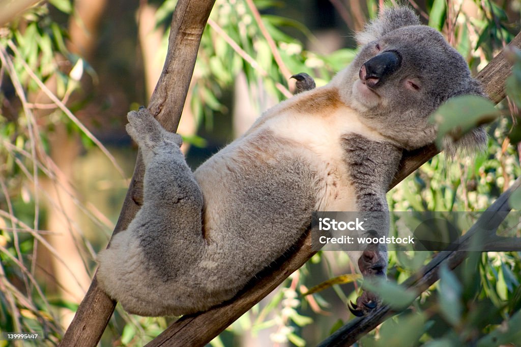 Faul Koala - Lizenzfrei Koala Stock-Foto