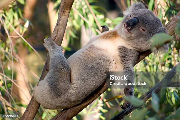 Faul Koala Stockfoto und mehr Bilder von Koala - Koala, Schlafen, Entspannung