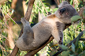 A koala lazing on a branch of an eucalyptus tree