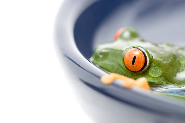 istock red eyed tree frog in water 139995451