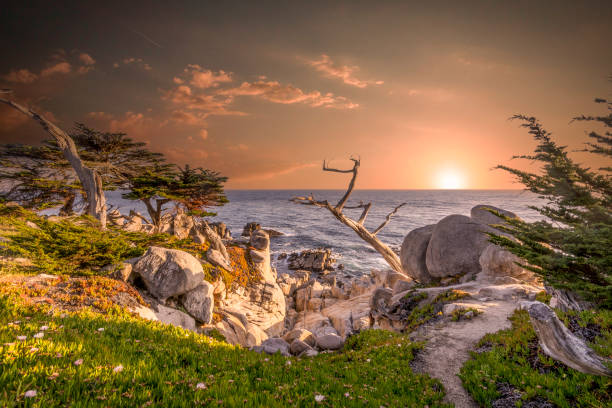 costa en el complejo de monterey en los estados unidos. - big sur cypress tree california beach fotografías e imágenes de stock