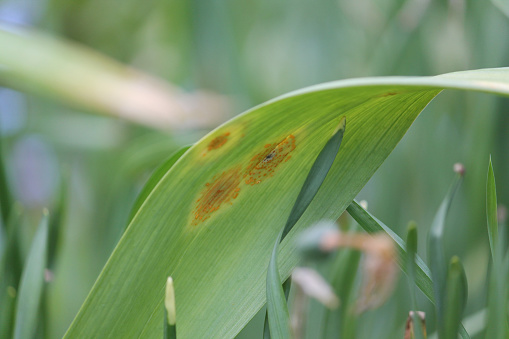 Onion rust (Puccinia allii). Symptoms of fungal disease of onion in form of yellow spots on leaf