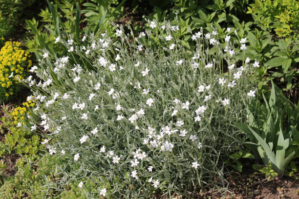 istock Flowering boreal chickweed (Cerastium biebersteinii) plant in garden 1399955041