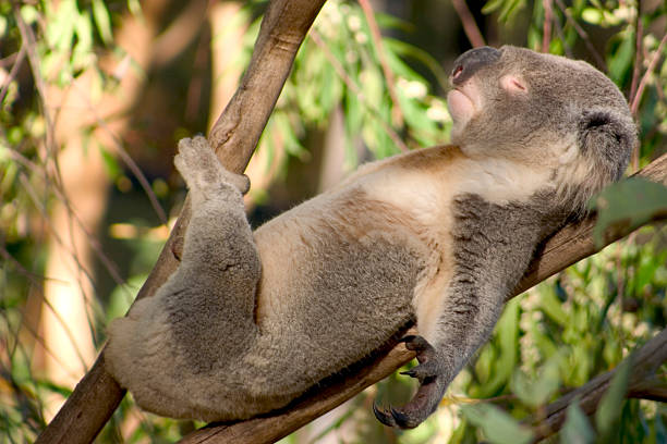Lazy Koala Koala sunbathing koala photos stock pictures, royalty-free photos & images