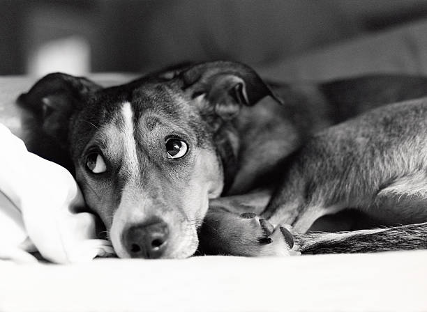 Close-up of a Labrador Retriever's sweet face and curious eyes. Her left eye has several reflections. BW monotone with highlight color.