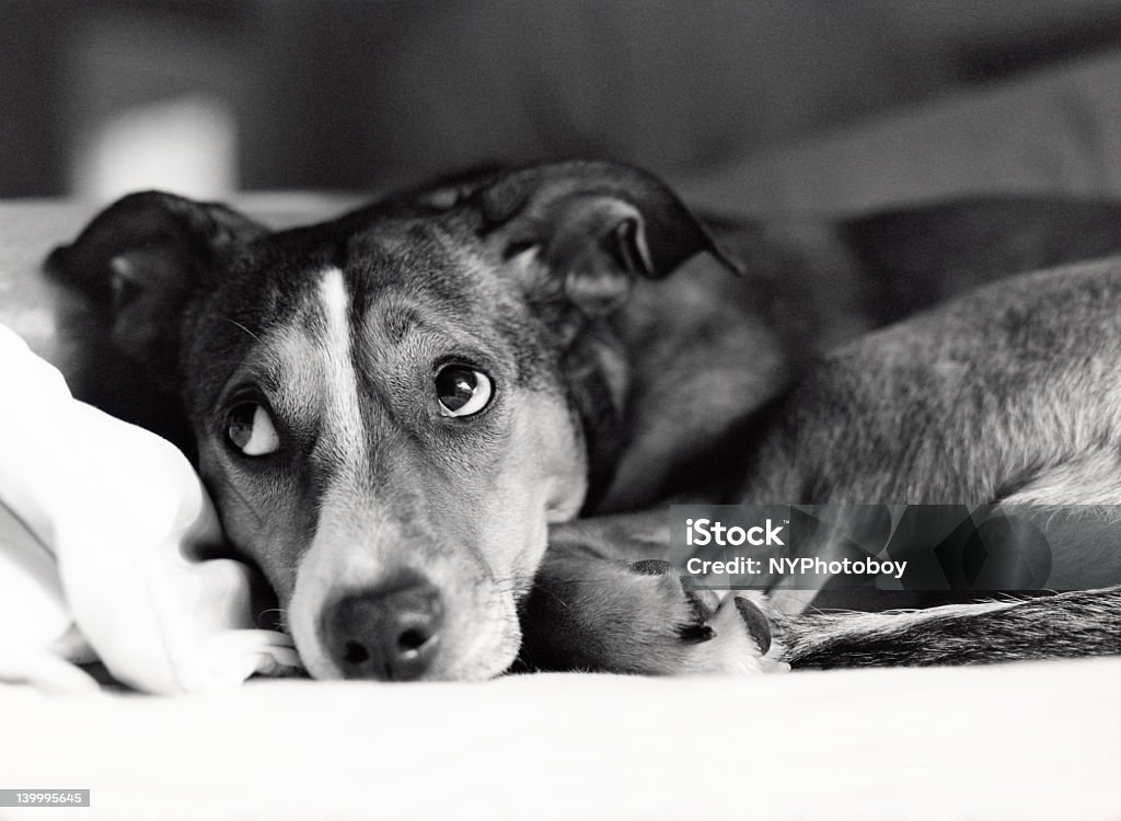 Close-up of dog with embarrassed expression in grayscale Someone looks like she did something wrong... meet "The Molly"! Dog Stock Photo