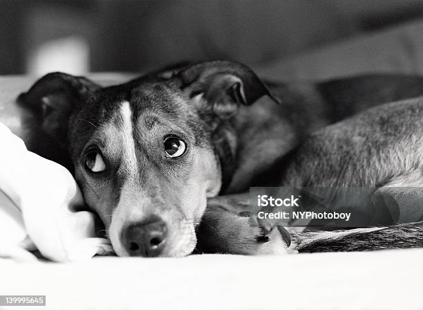 Closeup Of Dog With Embarrassed Expression In Grayscale Stock Photo - Download Image Now