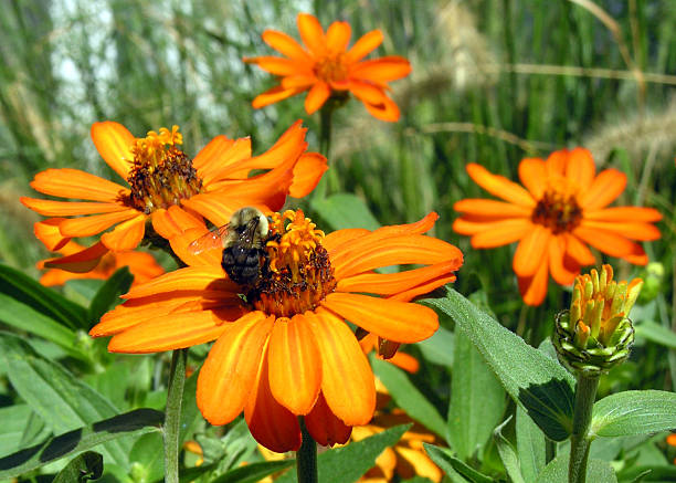 Longue Abeille sur une fleur - Photo