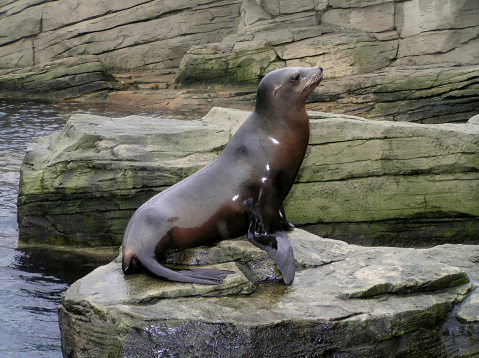 Sea Lion, is this my best side?