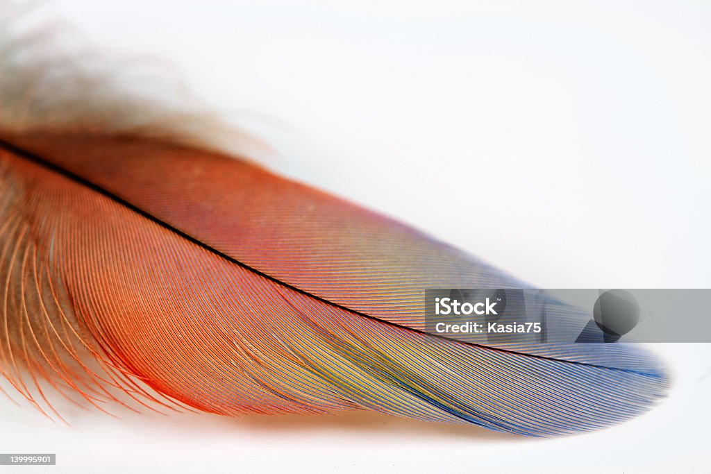 En plumes - Photo de Coton libre de droits