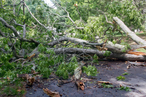 istock Tree Falls Down Obstructing a Neighborhood Street 1399959170