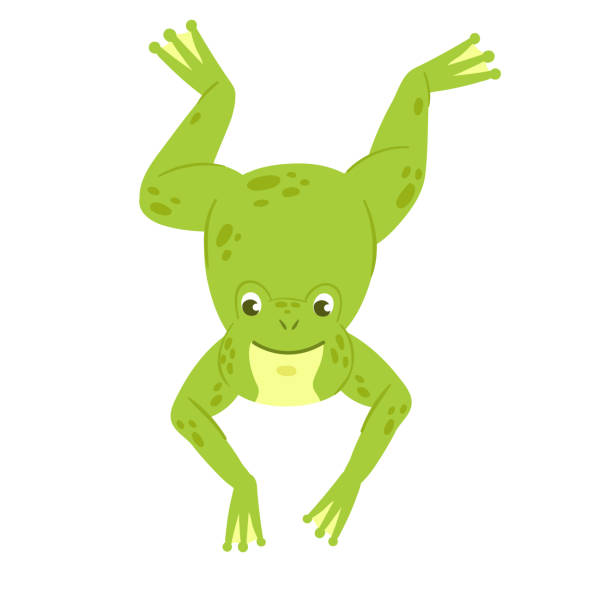 illustrazioni stock, clip art, cartoni animati e icone di tendenza di salto della simpatica rana verde - frog catching fly water