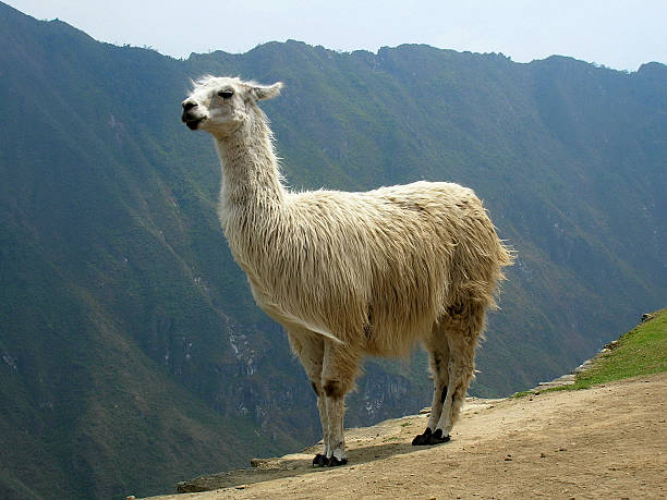 istock Lama at Machu Picchu 139995925