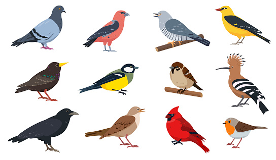 City and wild forest birds collection. European Birds with beak and feathers in different poses. Colored ornithological Vector icons illustration isolated on white background.