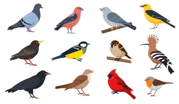 City and wild forest birds collection in different poses. City and wild forest birds collection. European Birds with beak and feathers in different poses. Colored ornithological Vector icons illustration isolated on white background. bird stock illustrations