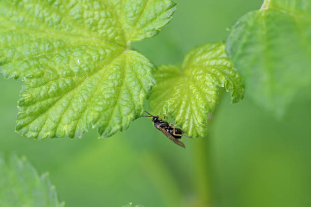 Common gooseberry sawfly Pristiphora appendiculata laying eggs into a currant leaf. This pest can rapidly defoliate gooseberry plants.