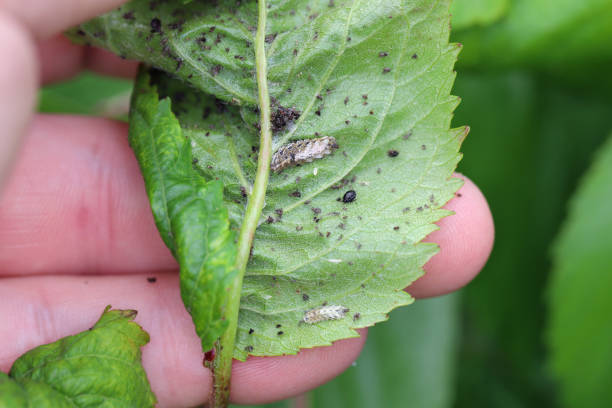 istock Black Cherry Aphid (Myzus cerasi) hunted by Syrphidae larvae (Hoverfly) under a cherry leaf. 1399959609