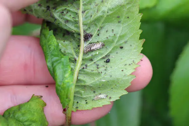 Black Cherry Aphid (Myzus cerasi) hunted by Syrphidae larvae (Hoverfly) under a cherry leaf.