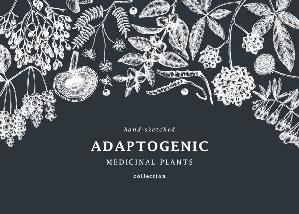 ilustraciones, imágenes clip art, dibujos animados e iconos de stock de diseño de fondo de plantas adaptogénicas en pizarra - fungus roots