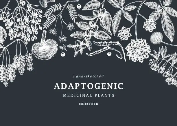 Vector illustration of Adaptogenic plants background design on chalkboard