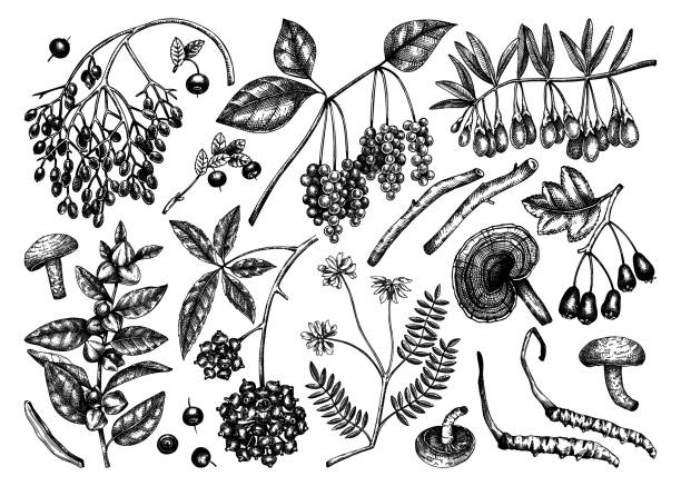 アダプトジェニック植物コレクション - hawthorn berry fruit plant autumn点のイラスト素材／クリップアート素材／マンガ素材／アイコン素材