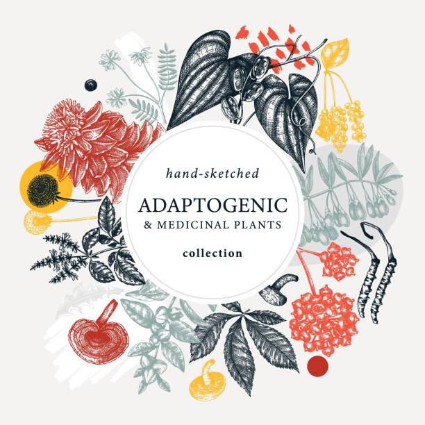 illustrations, cliparts, dessins animés et icônes de conception de couronnes de plantes adaptogènes - ayurveda